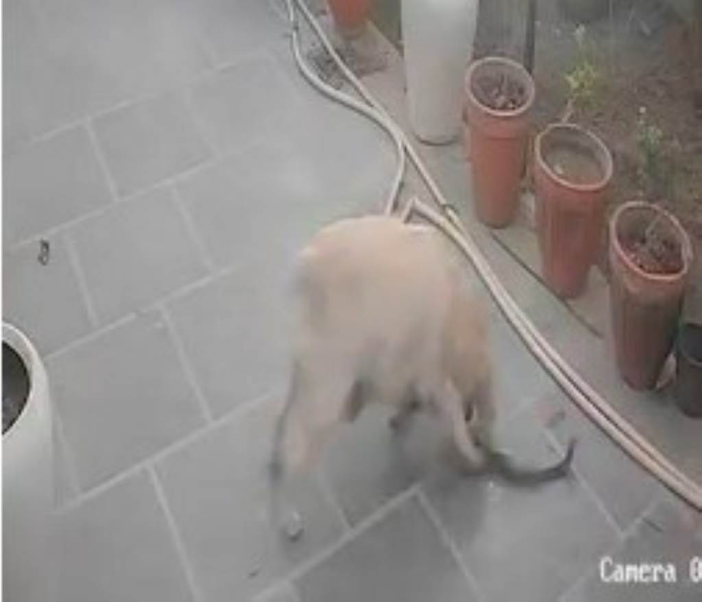 Jimmy Clashes with Cobra to Save Owners Life Dies After 25Second Battle